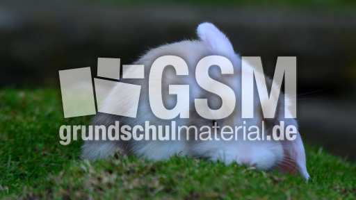 Widderkaninchen (03).jpg